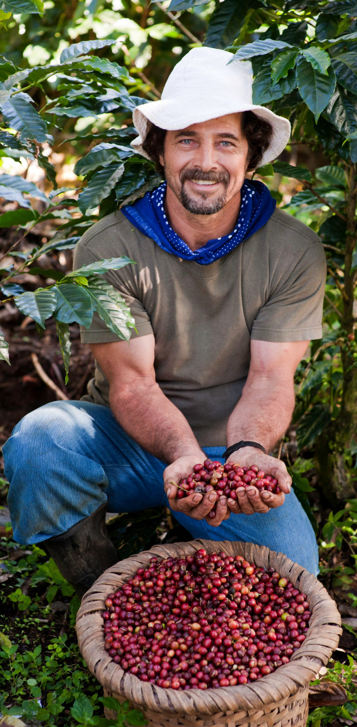 A Costa Rican coffee farmer proudly holding freshly picked coffee cherries