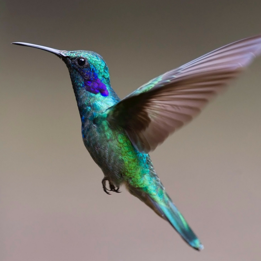 Costa Rica hummingbird at Finca Rosa Blanca
