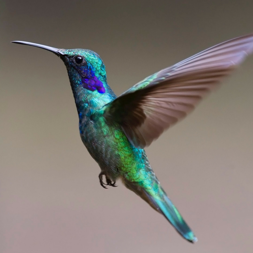 hummingbird in costa Rica