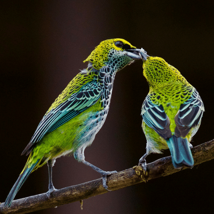 Birds at Finca Rosa Blanca