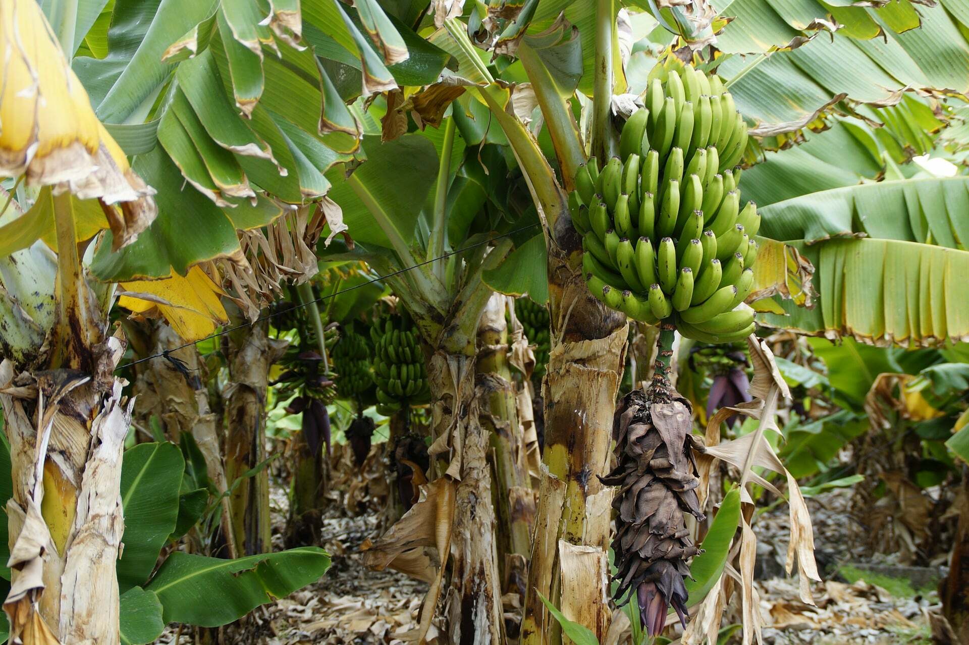 banana plants are not trees