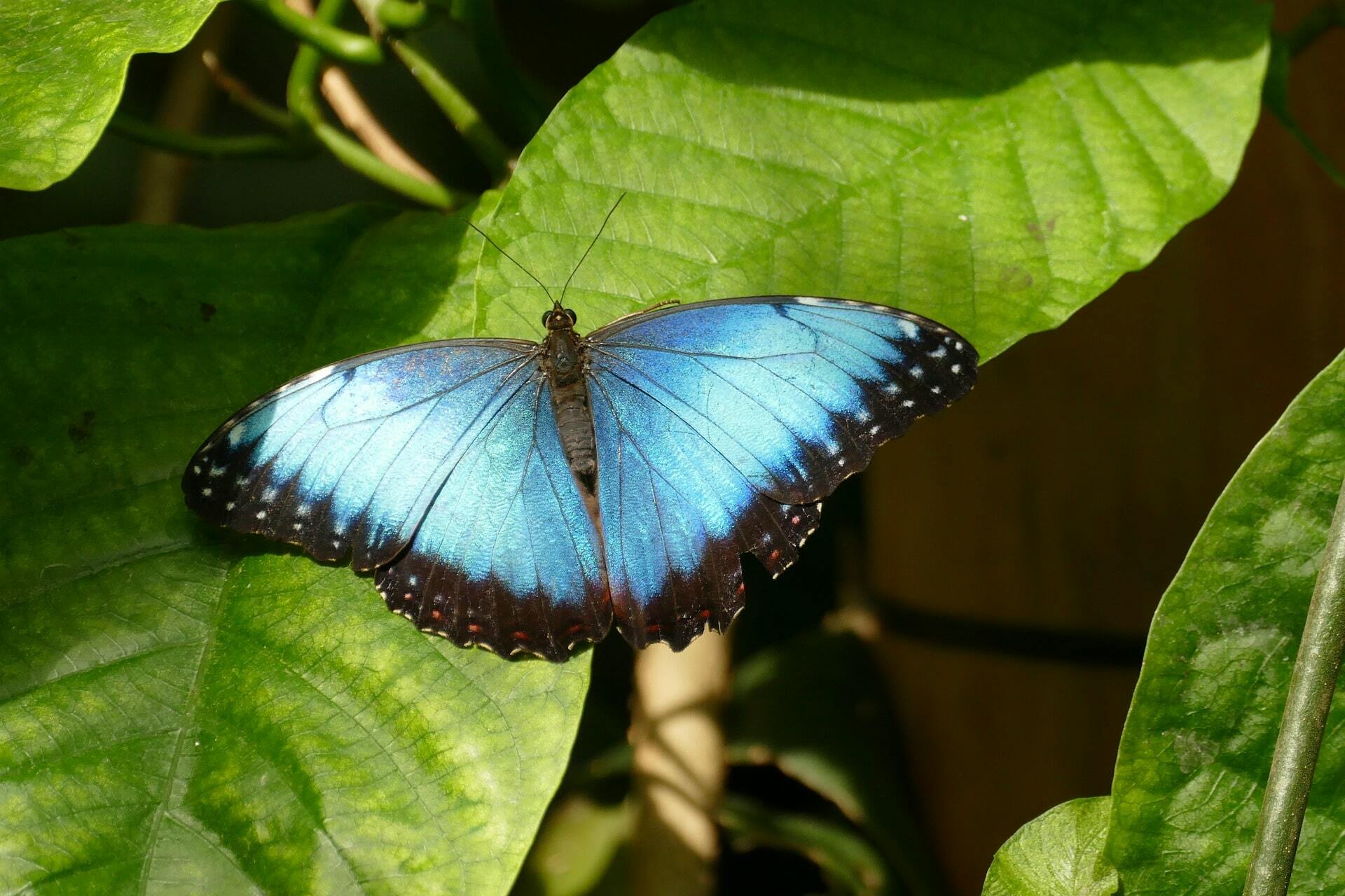 blue morpho butterfly Costa Rica
