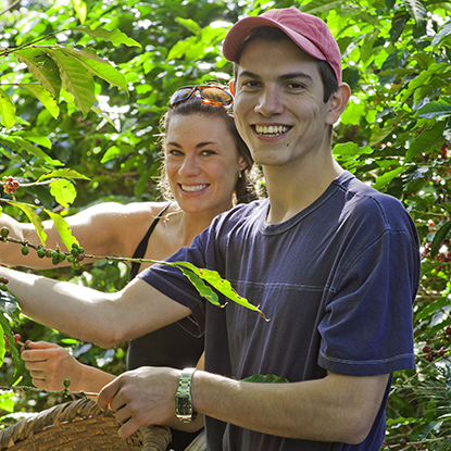 Couple Picking Coffee