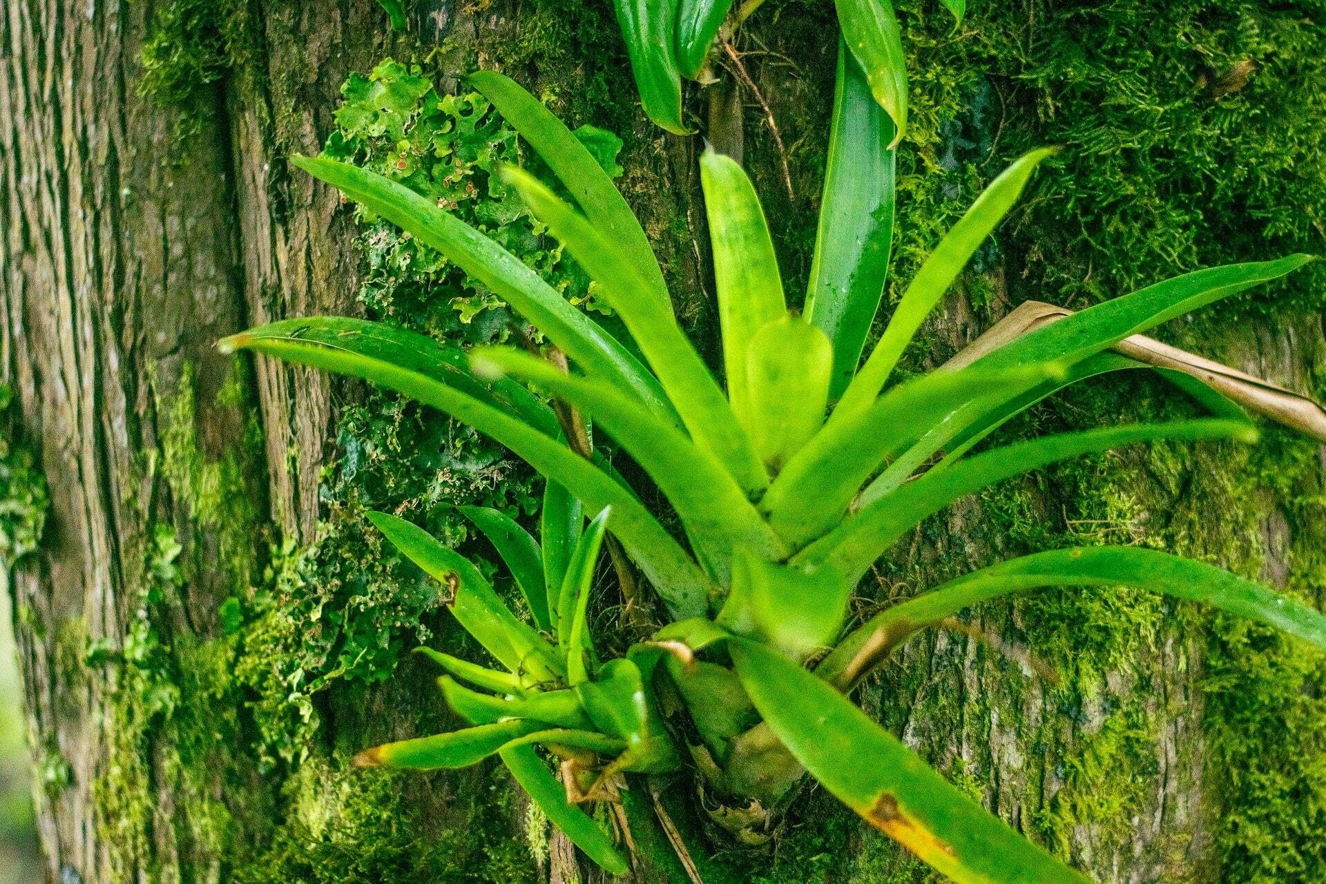 epiphyte plant in Costa Rica