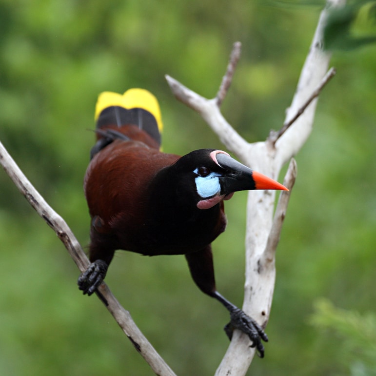 Montezuma oropendola bird at Finca Rosa Blanca