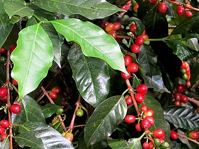 ripe coffee cherries at Finca Rosa Blanca