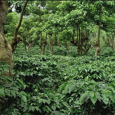 Coffee plantation