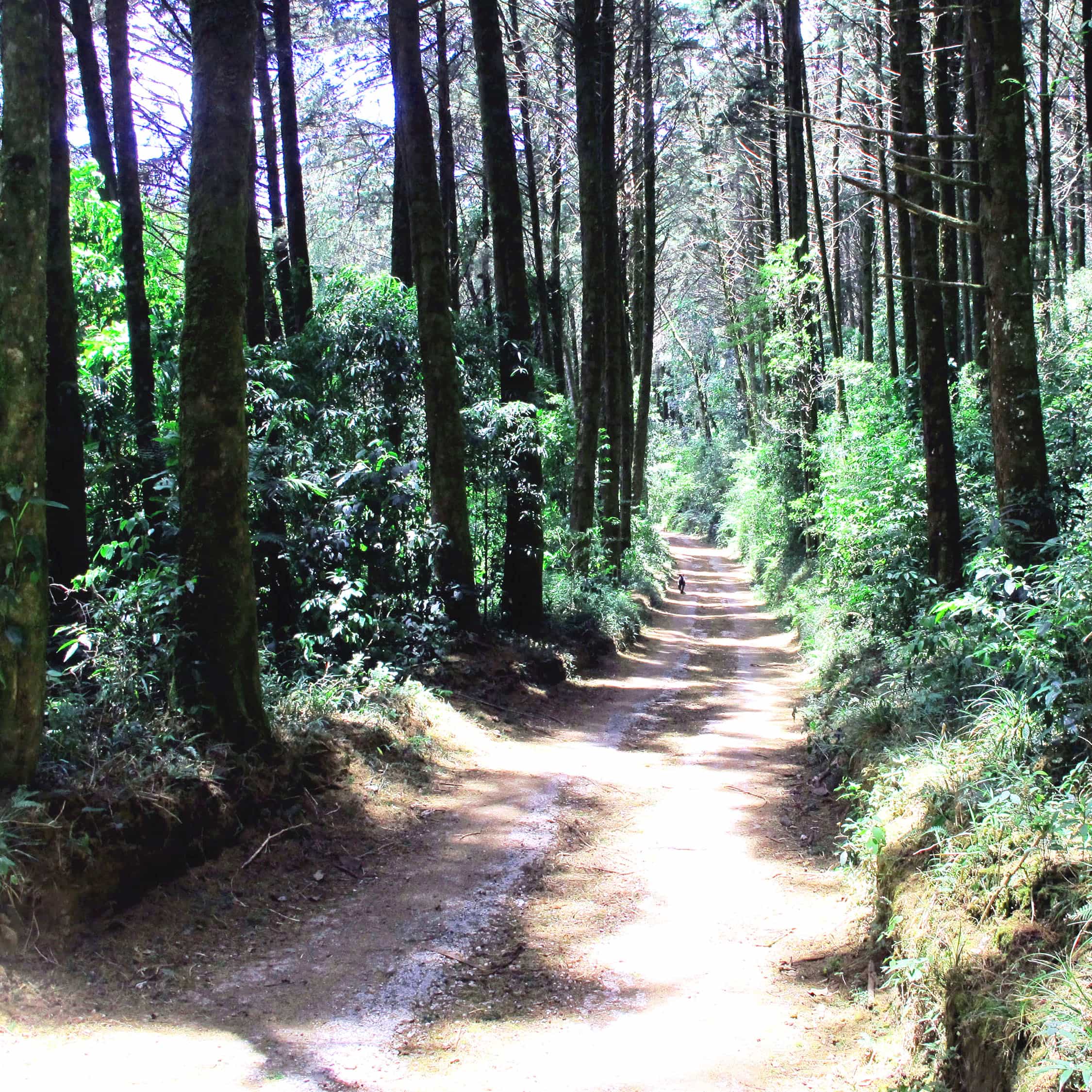 Cloud Forest Trail