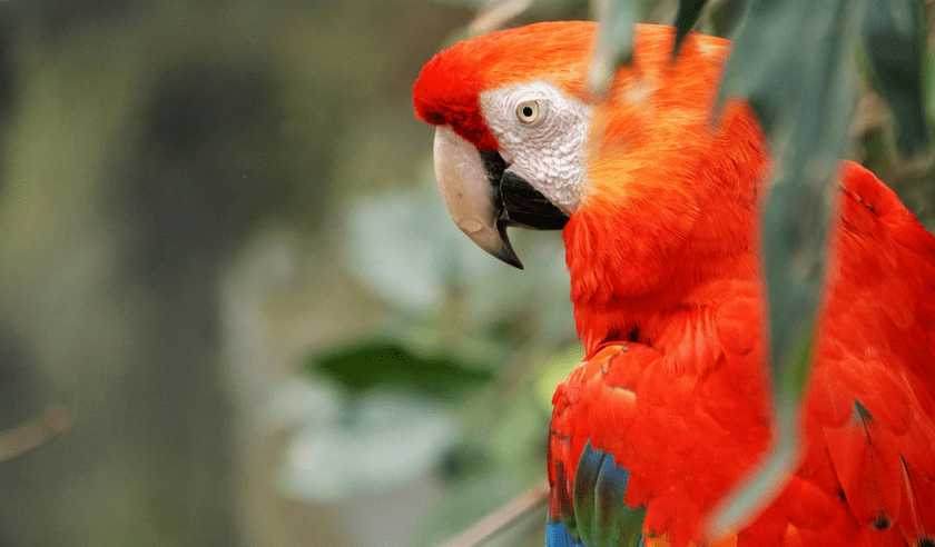 scarlet macaw in Costa Rica