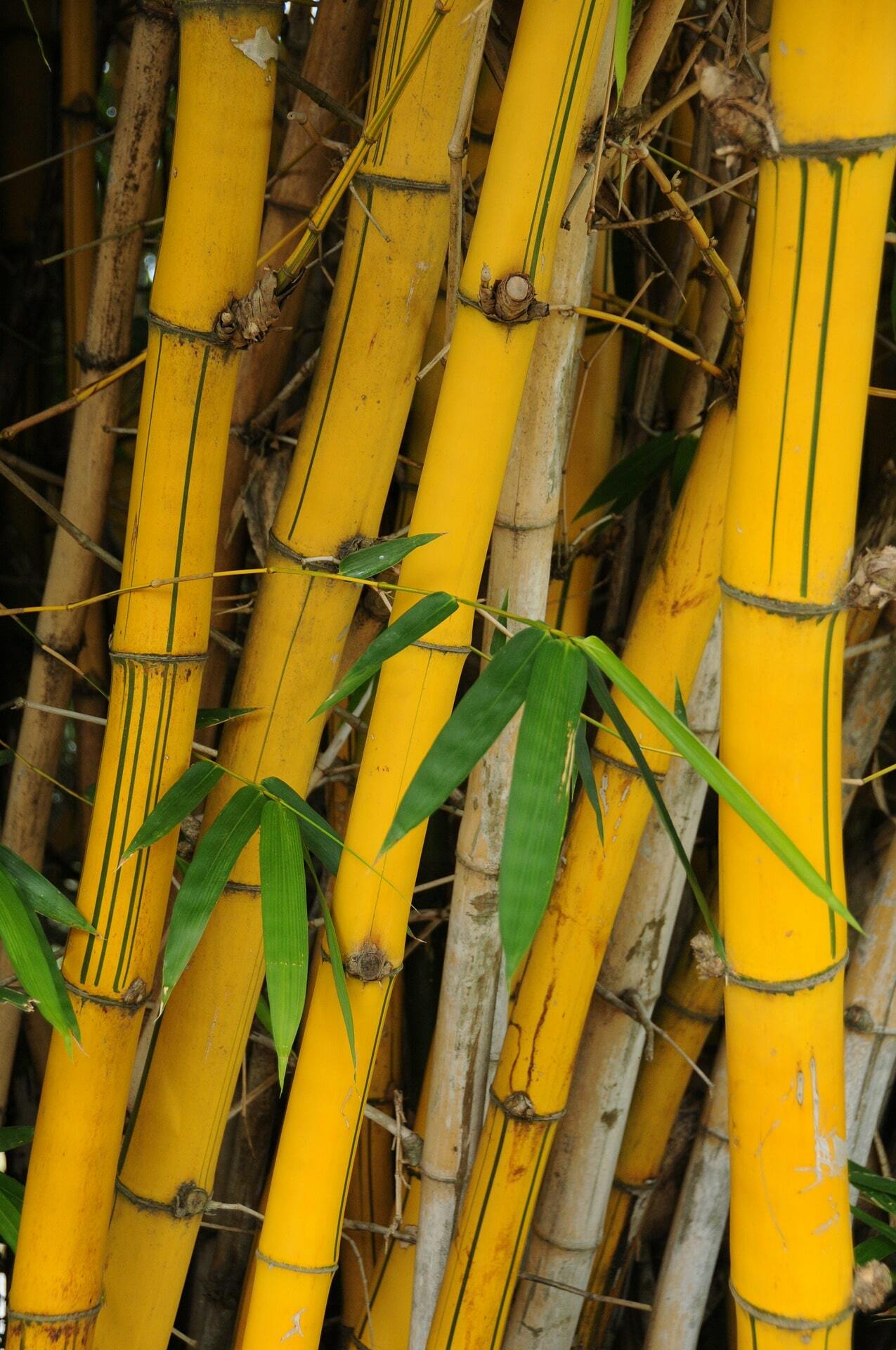 green striped bamboo