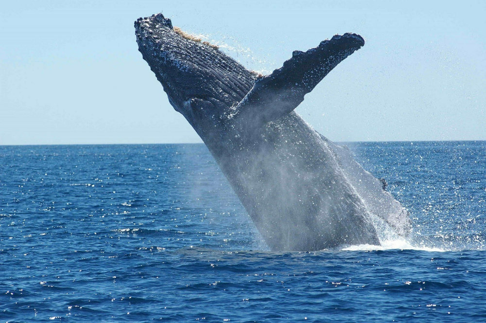 Whale-watching tour