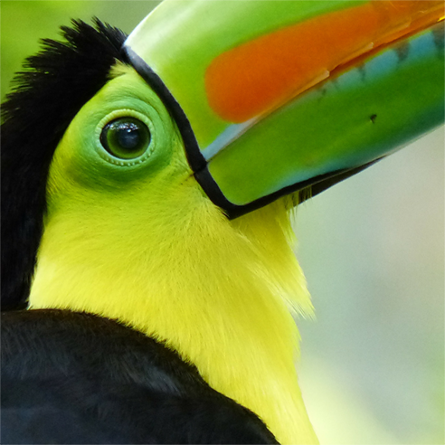 Toucan Rescue Ranch tour