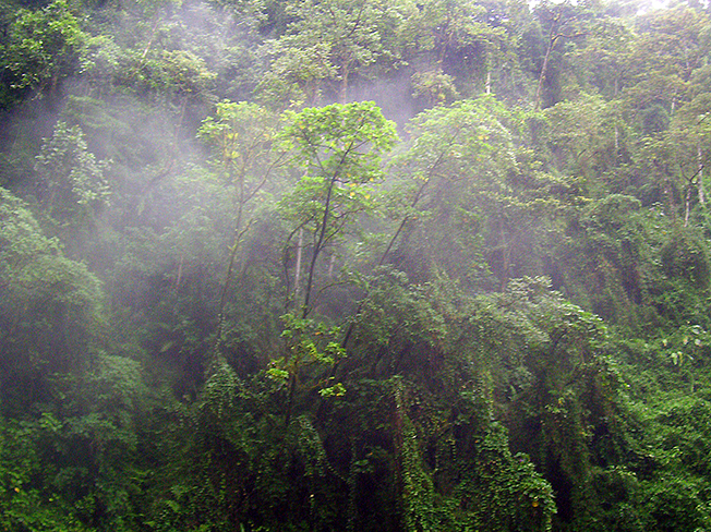 cloud forest hikes near Finca Rosa Blanca