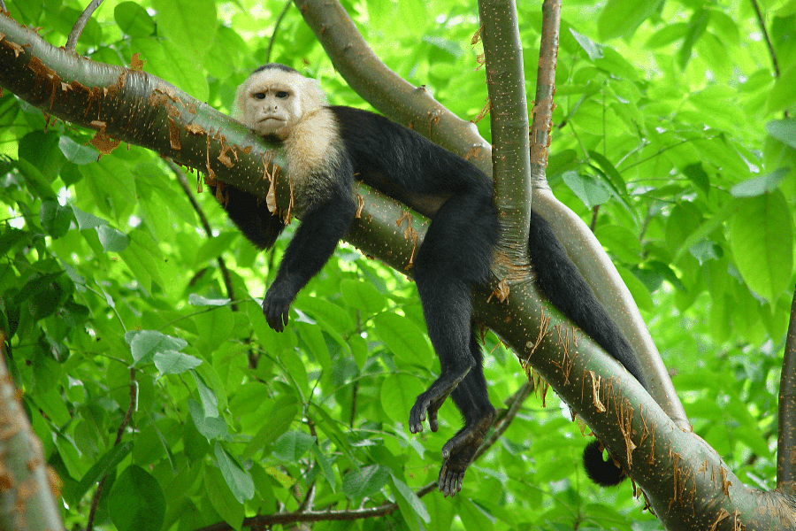 white-faced monkey in Costa Rica